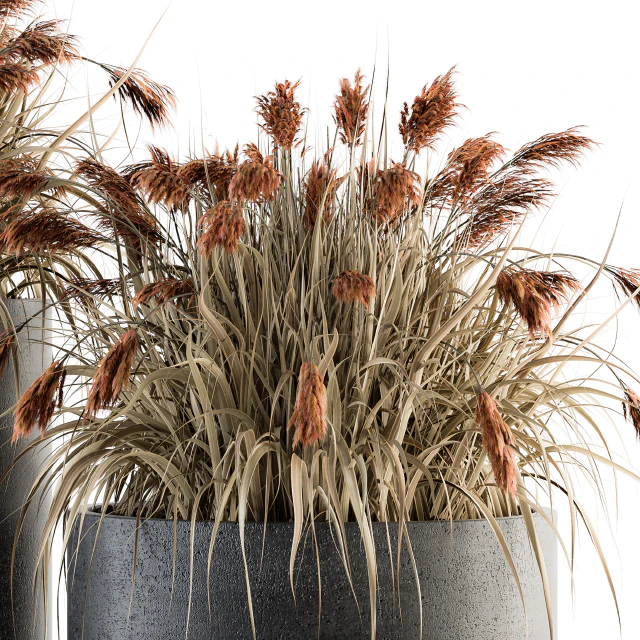 indoor Plant Set 140 - Indian Grass — Descargar