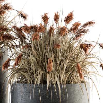 indoor Plant Set 140 - Indian Grass — Ver 2
