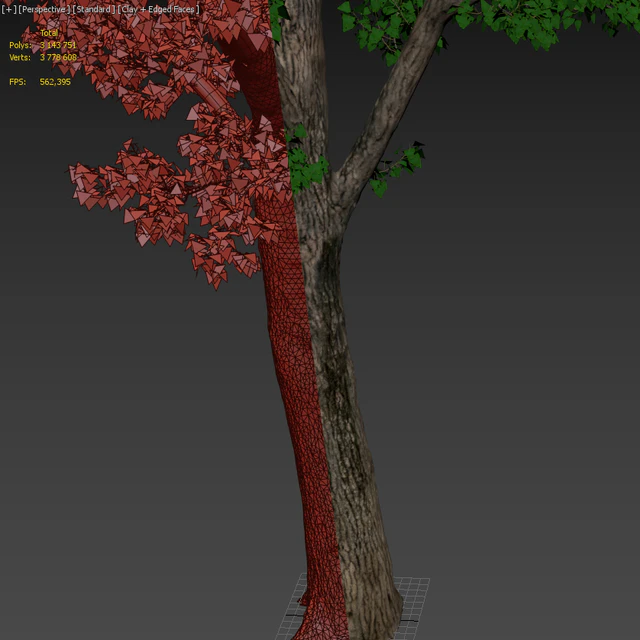 Poplar / Populus deltoides #2 — Descargar
