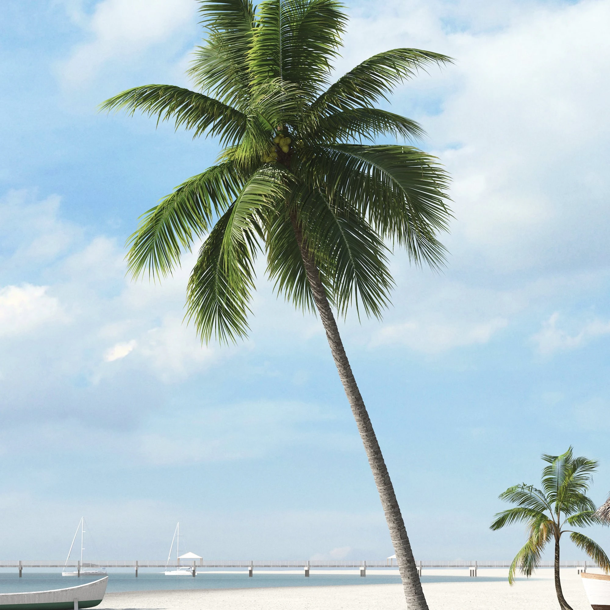 palm trees 039 — Descargar