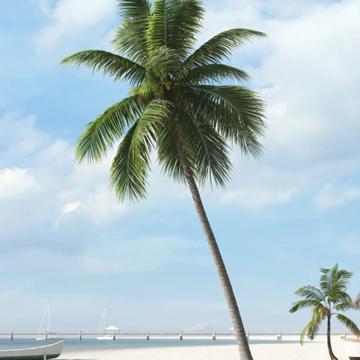 palm trees 039 — Descargar