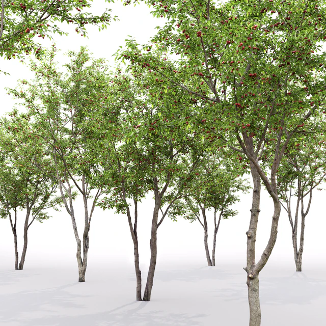 Prunus cerasus | Cherry-tree # 1 — Descargar