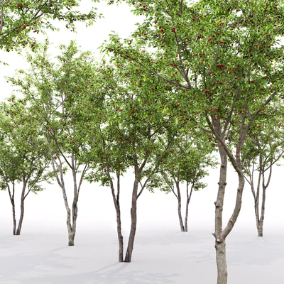 Prunus cerasus | Cherry-tree # 1 — Ver 2