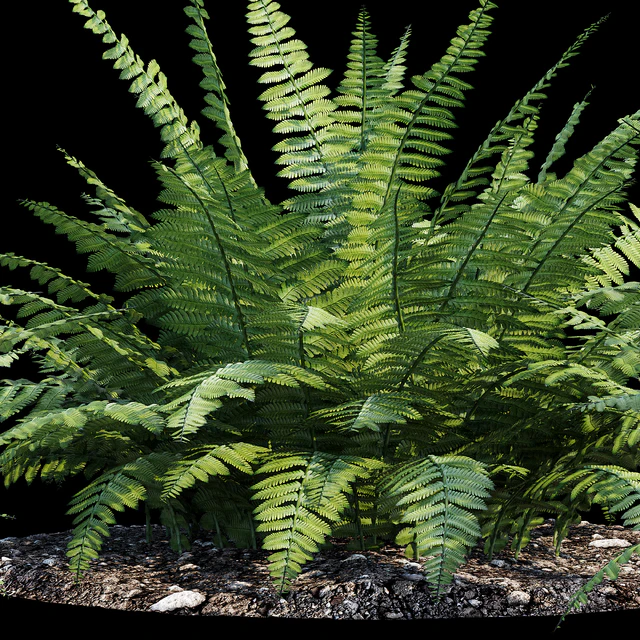 Fern bush — Descargar