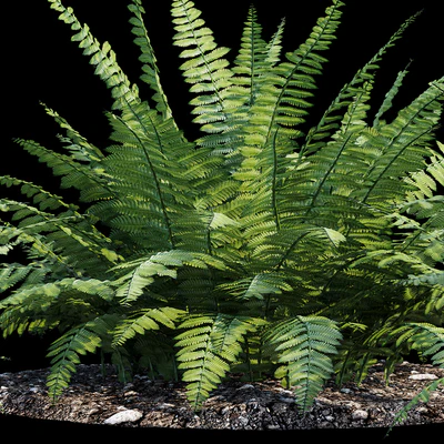 Fern bush — Ver 2