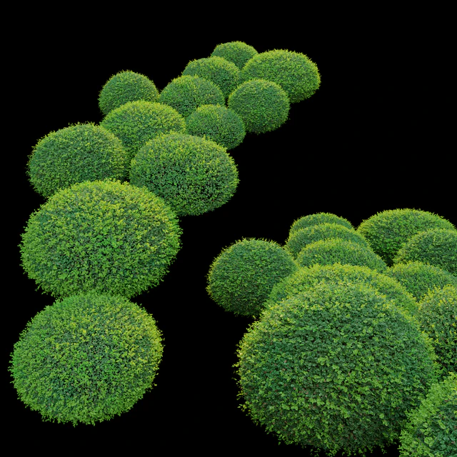 Boxwood 02 — Download