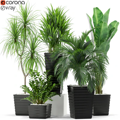 Plants collection 371 — Ver 1