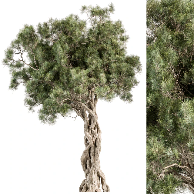 Tree Olive - Set 193 — Скачать