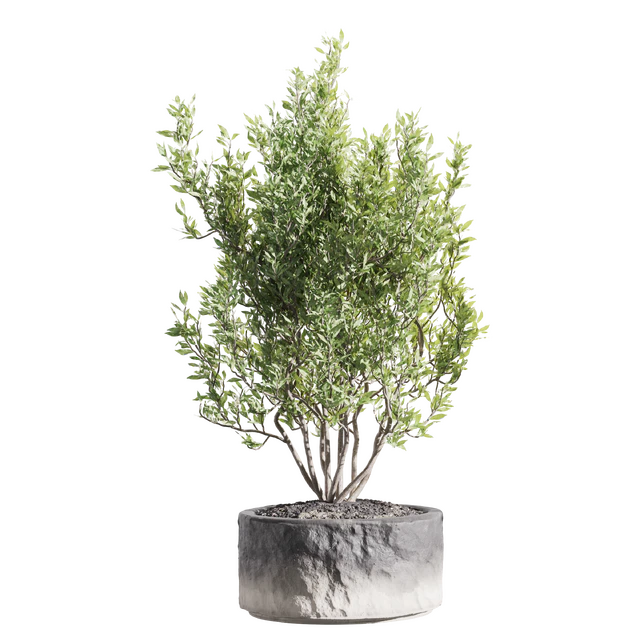 Set of indoor living plants in pots 34 — Descargar