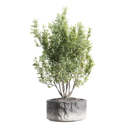 Set of indoor living plants in pots 34 — Ver 2