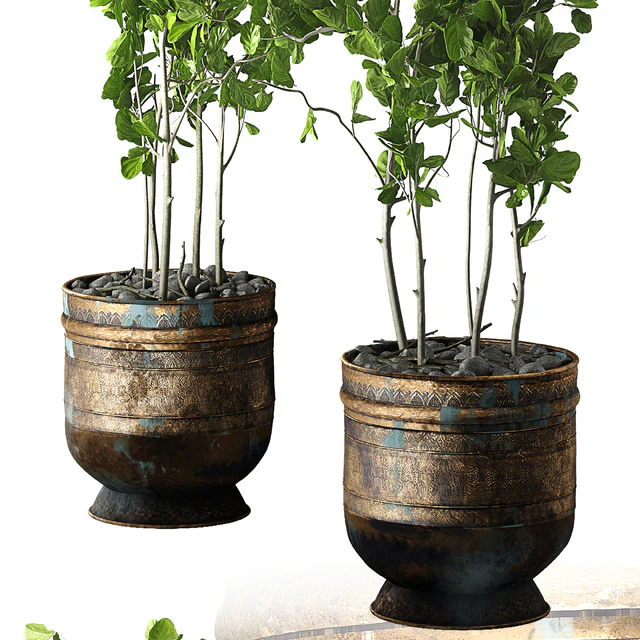 Ficus Lyrata — Descargar