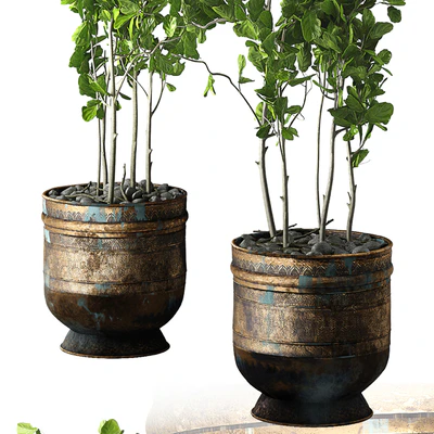 Ficus Lyrata — Ver 2