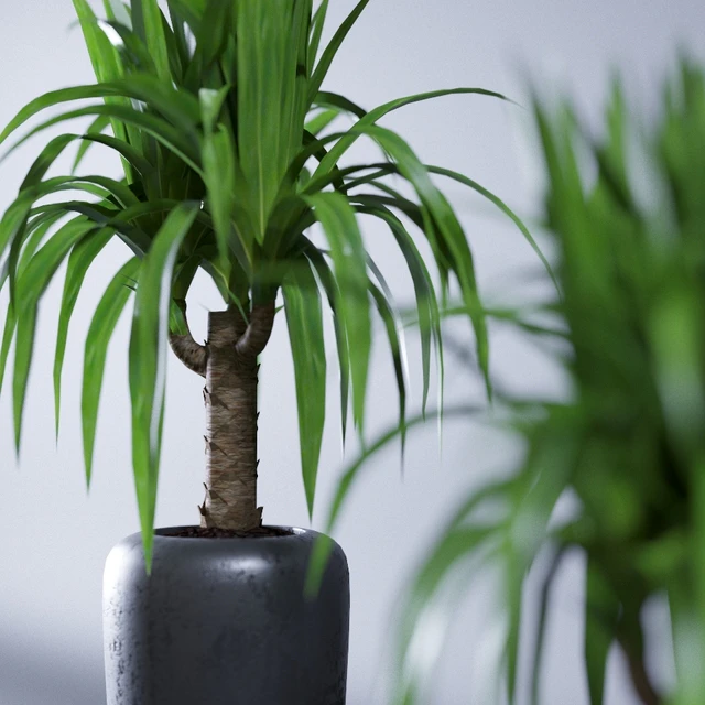 Yucca — Descargar