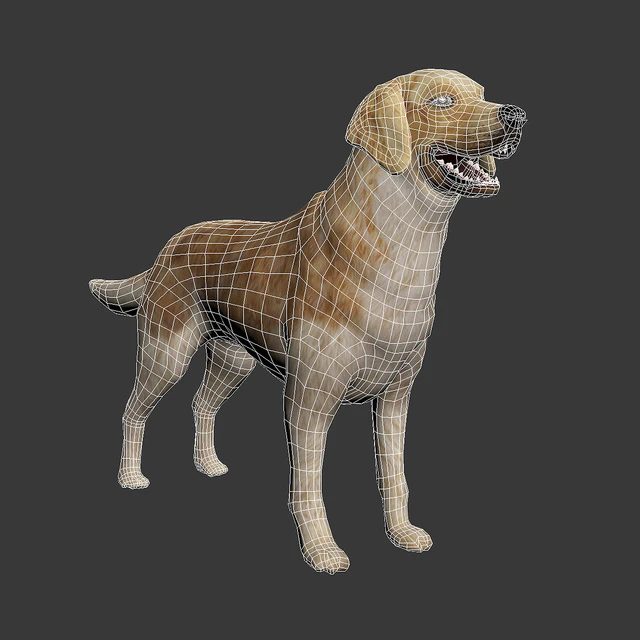 Golden retriever — Descargar