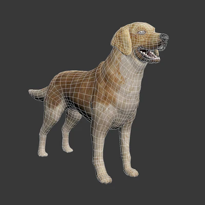 Golden retriever — Ver 2