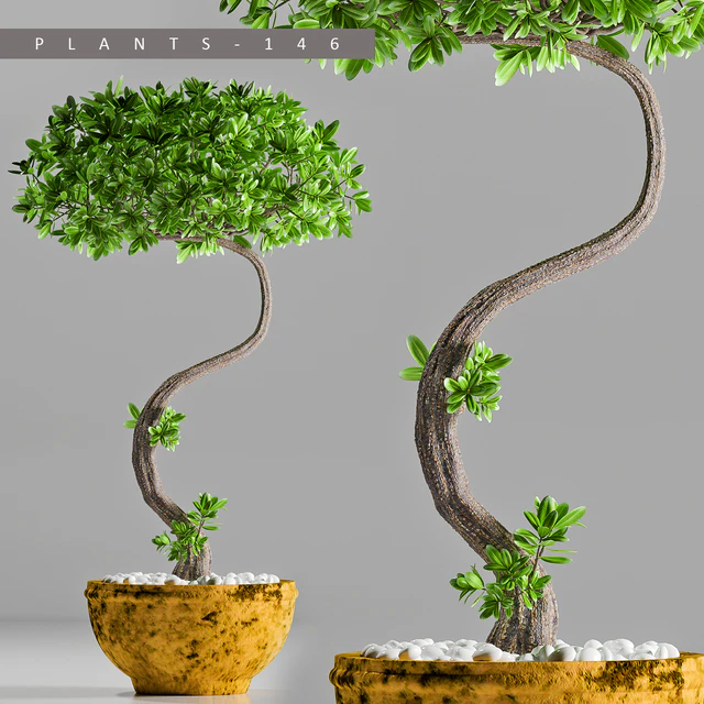 PLANTS 146 — Descargar