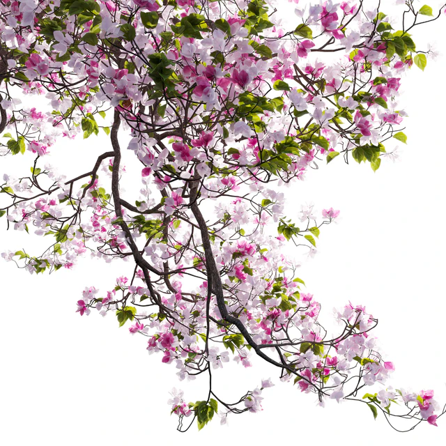 Bougainvillea 11 — Скачать