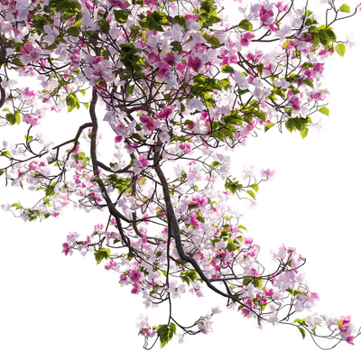 Bougainvillea 11 — Вид 2