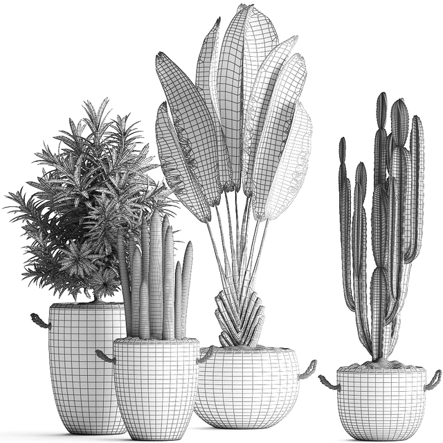 Collection of small plants in black concrete pots from Ravenala, concrete flowerpot, Cereus, cactus, oleander. Set 434. — Descargar