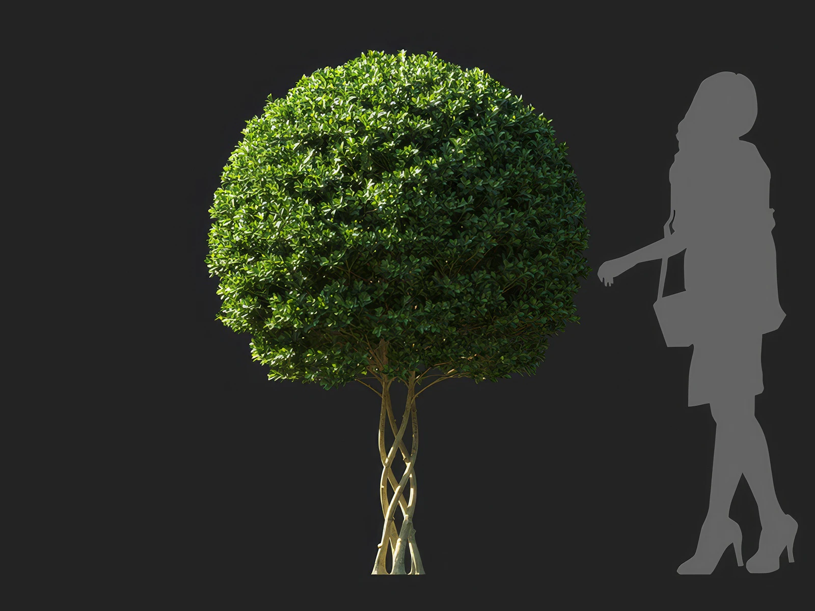 ilex maximowicziana 005 — Descargar