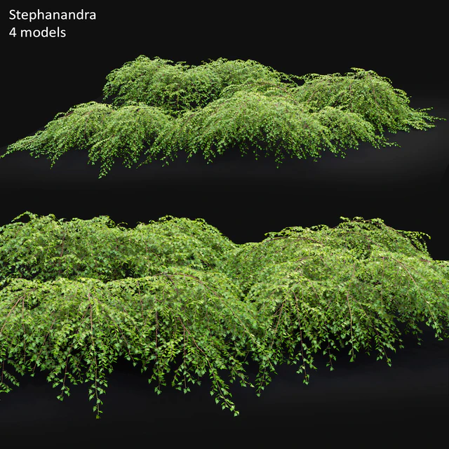 Stephanandra #1 — Скачать