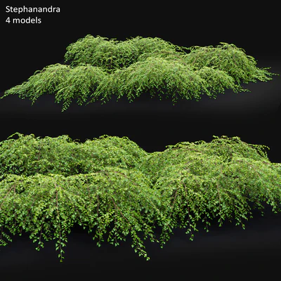 Stephanandra #1 — Вид 1
