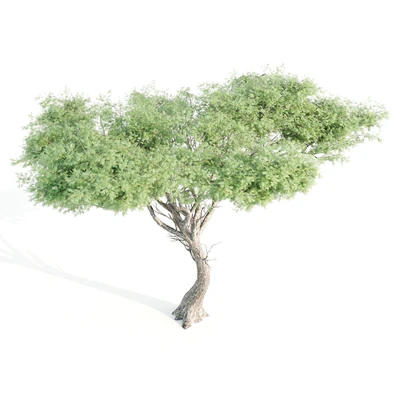 set of tree05 — Вид 2