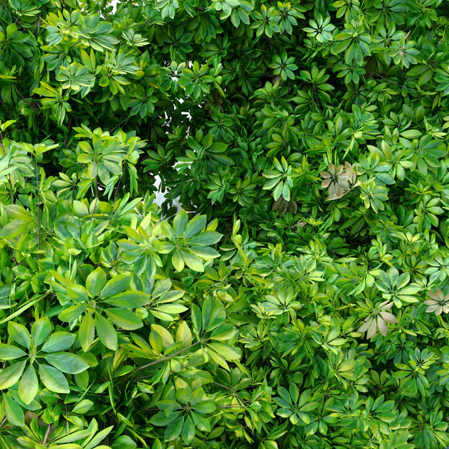 Schefflera bush — Скачать