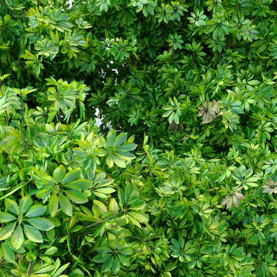 Schefflera bush — Вид 2