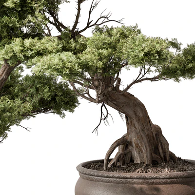 indoor Plant 584 - Bonsai Plant — Вид 2