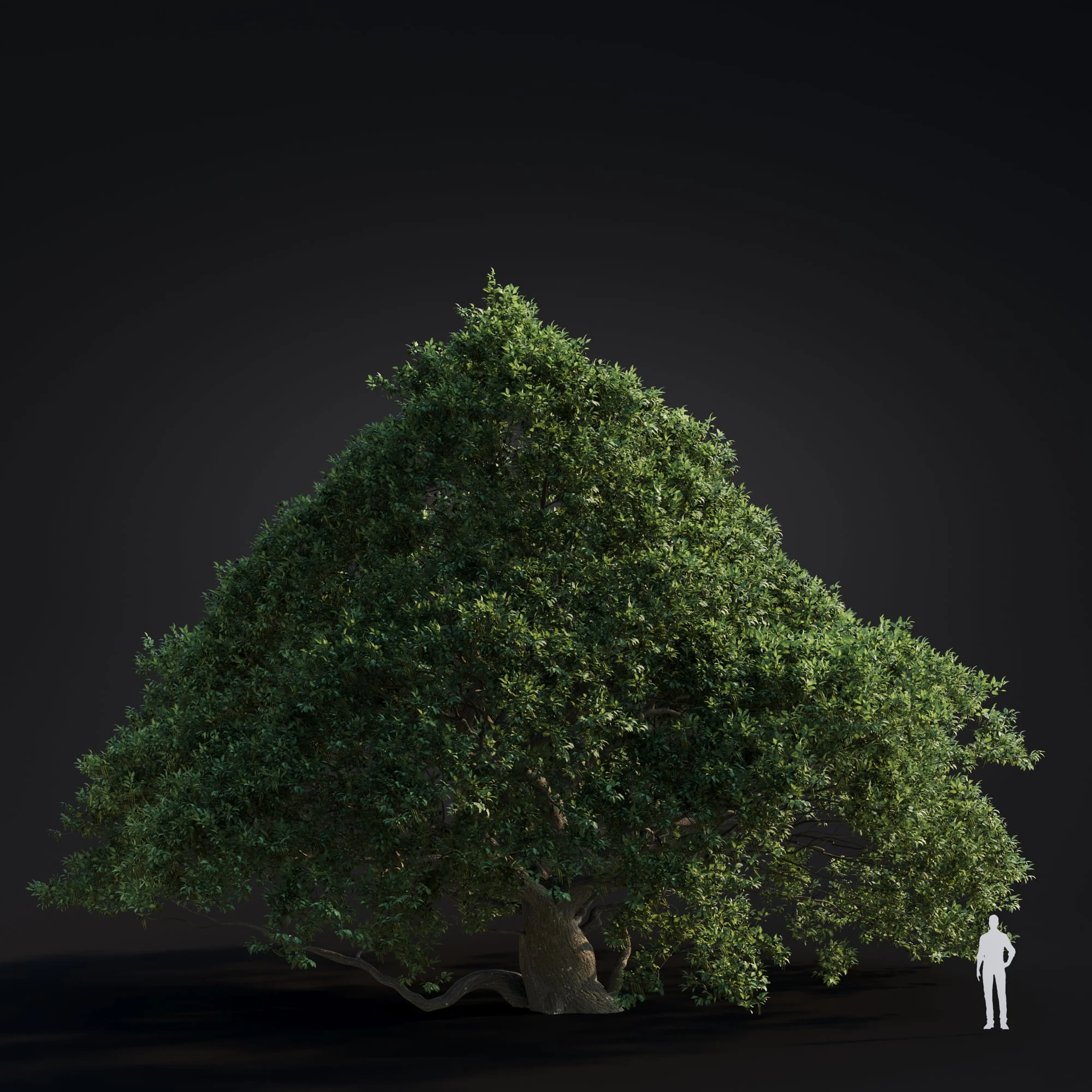 022 japanese alder — Скачать