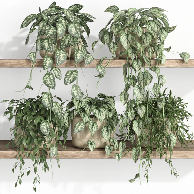plants on shelf 22 — Скачать