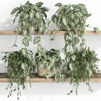 plants on shelf 22 — Вид 1