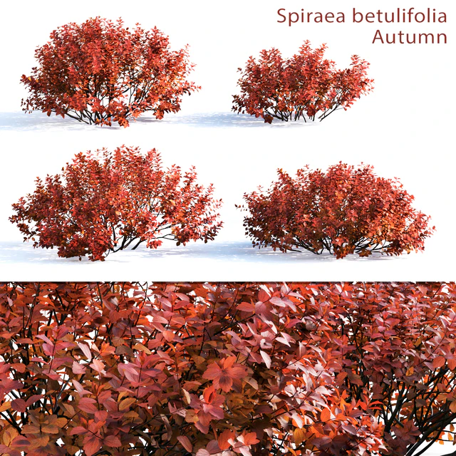 Spirea betulifolia (Autumn) — Descargar
