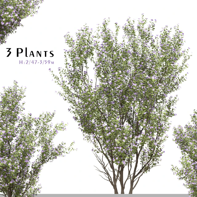 Set of Tibouchina Semidecandra Plant ( Princess flower ) ( 3 Plants ) — Descargar