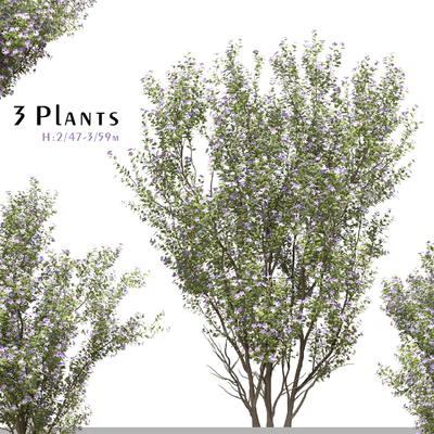 Set of Tibouchina Semidecandra Plant ( Princess flower ) ( 3 Plants ) — Ver 1