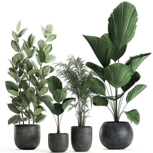 Collection of small beautiful plants in black pots with Licuala, palm, ficus. Set 664. — Descargar