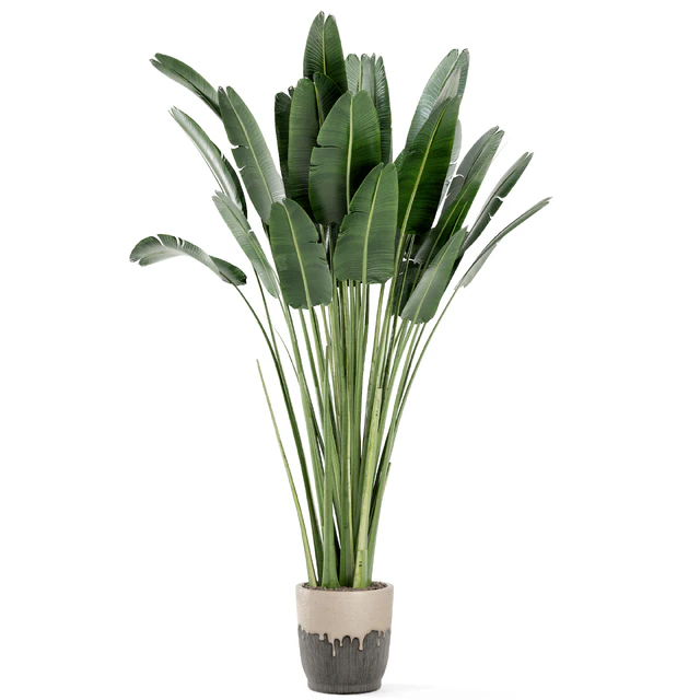 Indoor Plants In Handmade Glazed pot - Set 190 — Descargar