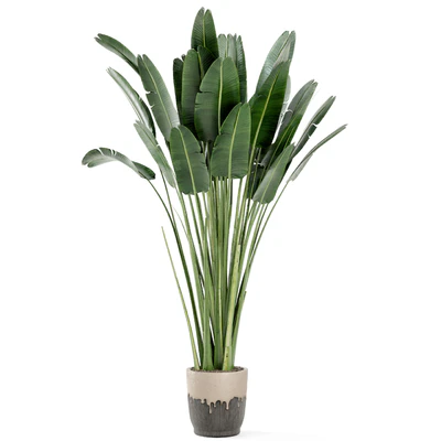 Indoor Plants In Handmade Glazed pot - Set 190 — Ver 2