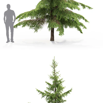 Spruce — Вид 2