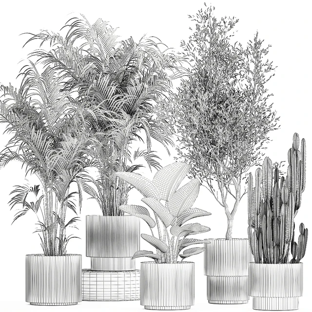 Collection of plants in modern white pots with small indoor lush palm trees Howea, olive tree, cactus, strelitzia. Set 1368. — Descargar