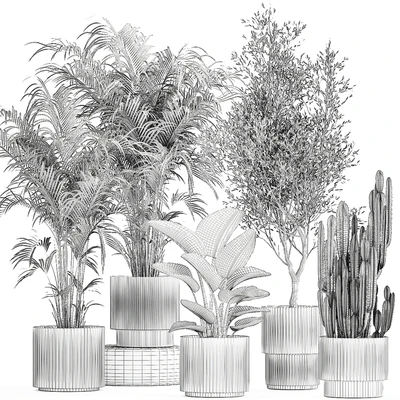 Collection of plants in modern white pots with small indoor lush palm trees Howea, olive tree, cactus, strelitzia. Set 1368. — Ver 2