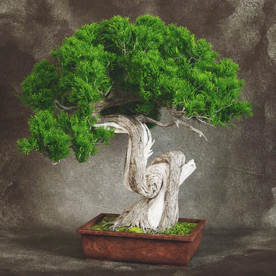 Bonsai 2 — Ver 1