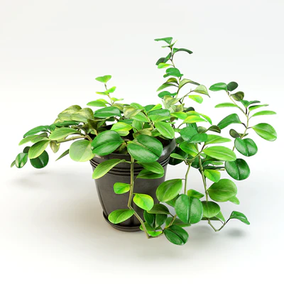 flowerpot peperomiya - Peperomia — View 1