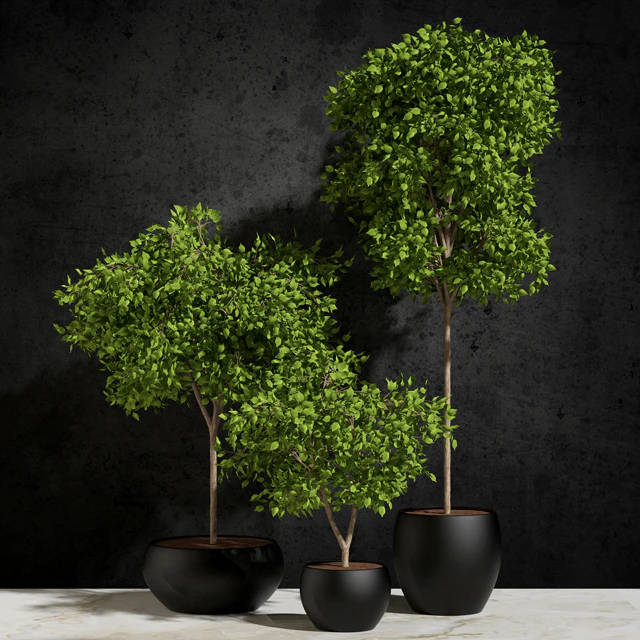 Plants Ficus Benjamin — Descargar