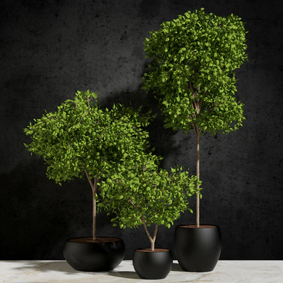 Plants Ficus Benjamin — Ver 1