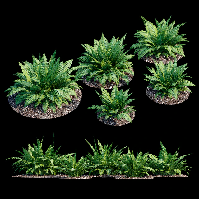 Fern bush — Descargar