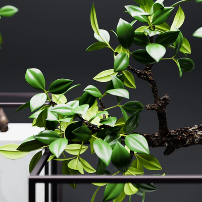 Set of mangrove branches in a vases — Вид 2