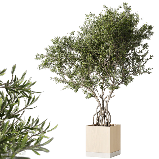 Indoor living plant in a pot 05 — Descargar