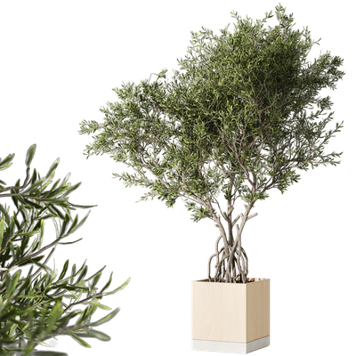 Indoor living plant in a pot 05 — Ver 1